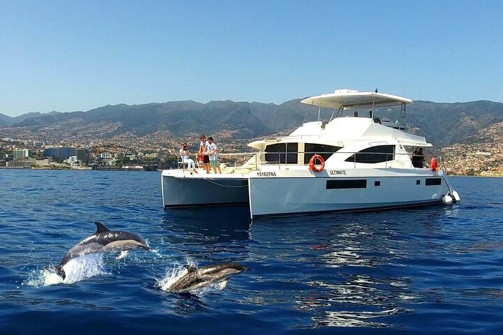 VipDolphins Luxury Whale Watching - Image 1