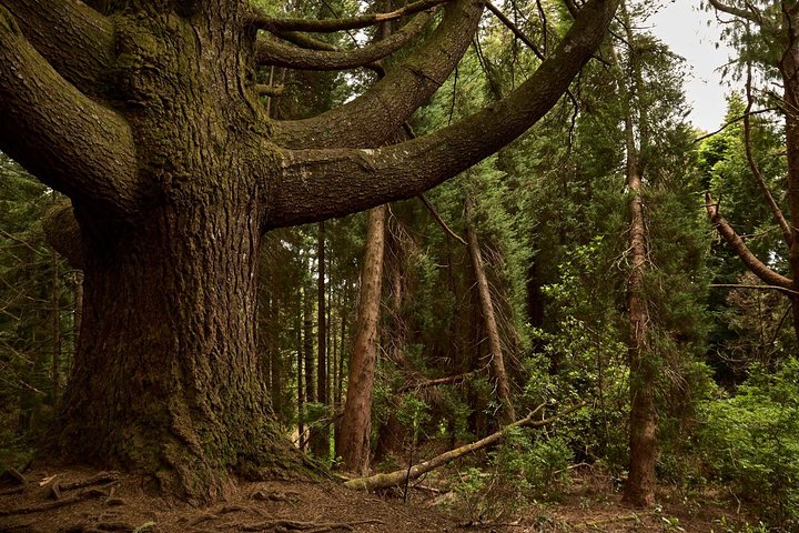 Walk Green Cauldron - Maze Forest - Image 5