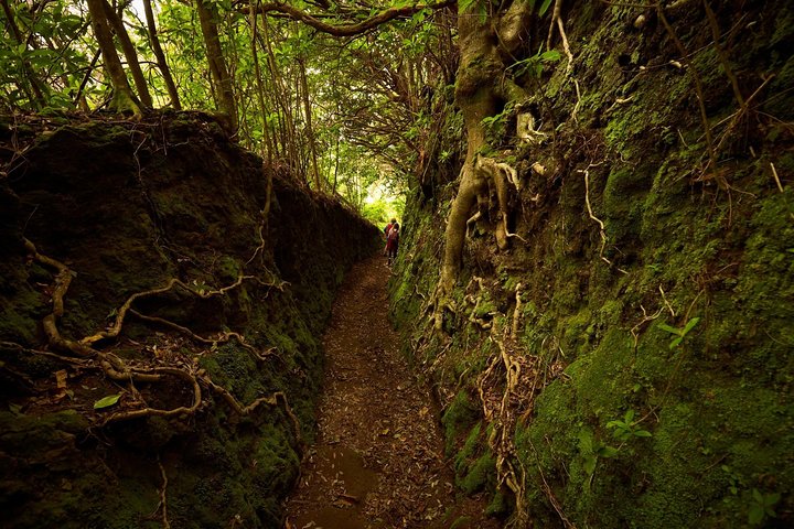Walk Green Cauldron - Maze Forest - Image 3