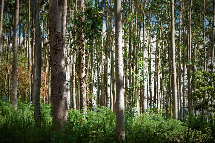 Walk - Paradise Valley - Image 5