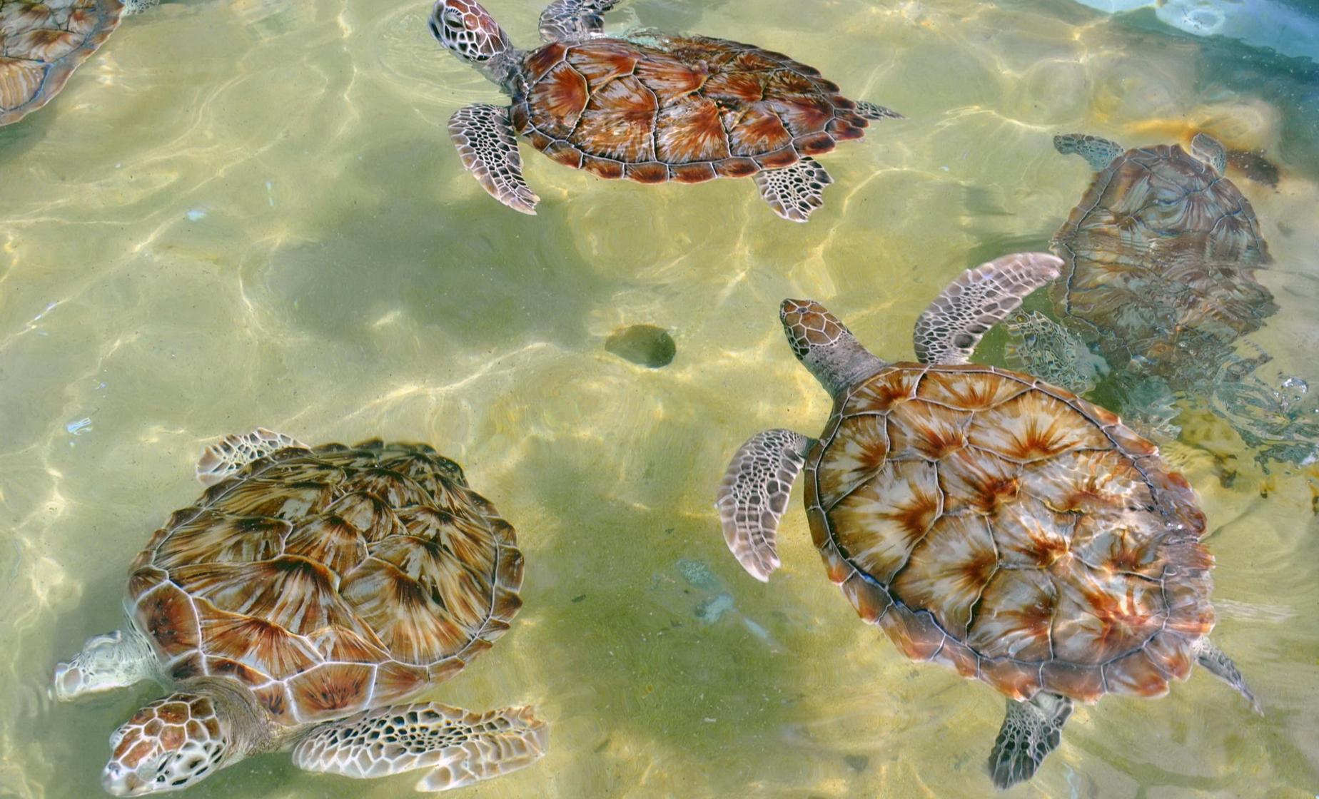 Grand Cayman Icons - Turtles, Hell & Seven Mile Beach - Image 1