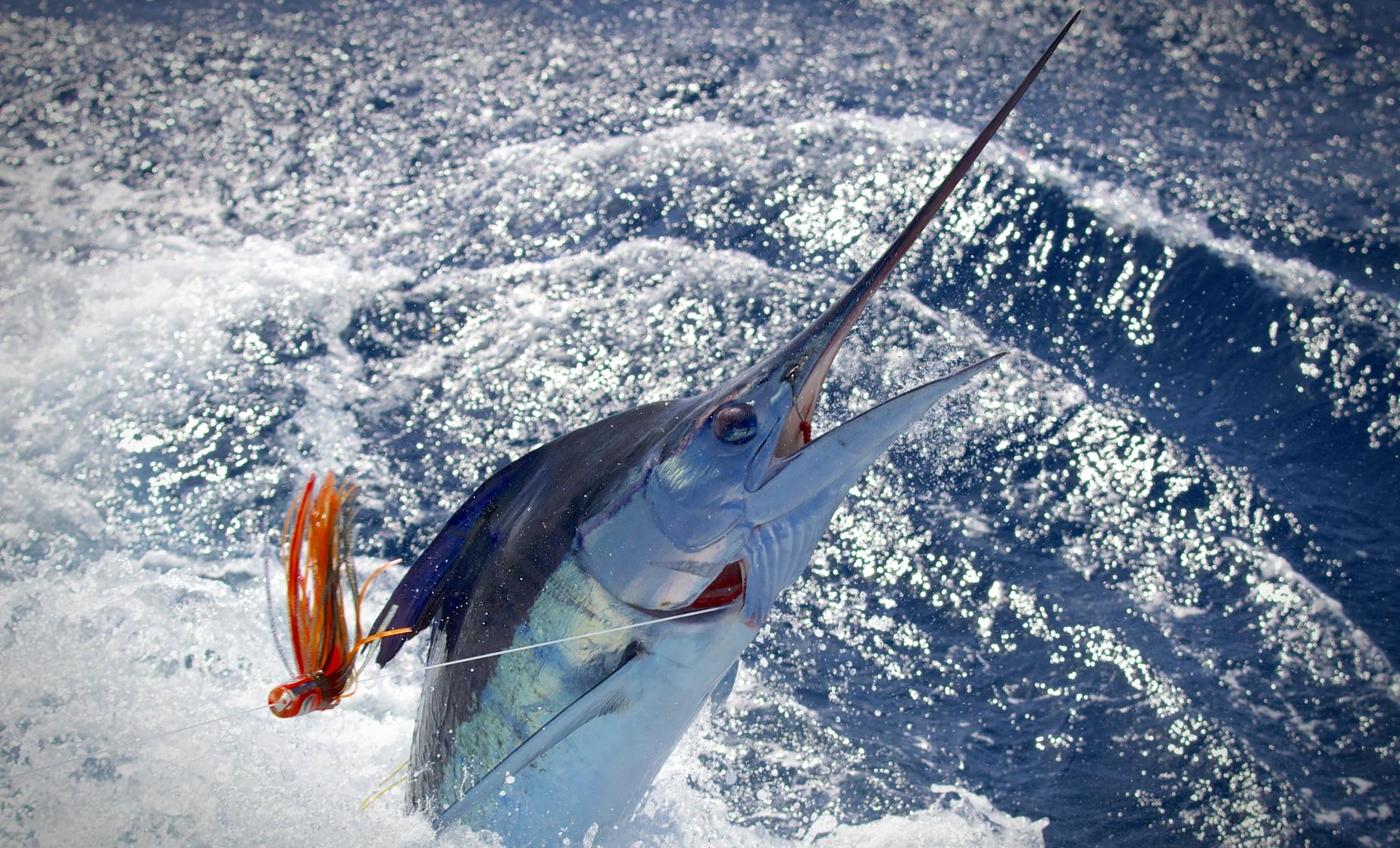 Private Full Day Deep Sea Fishing Charter - Image 1