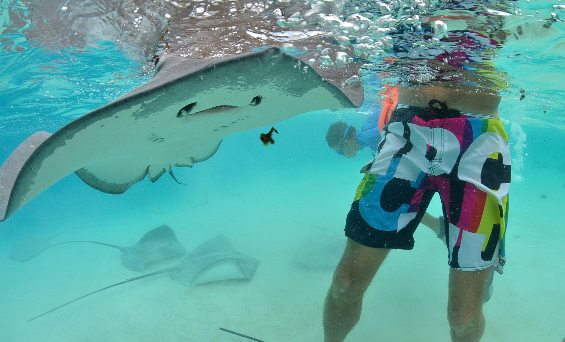 Stingray City and One Snorkel Stop - Image 1