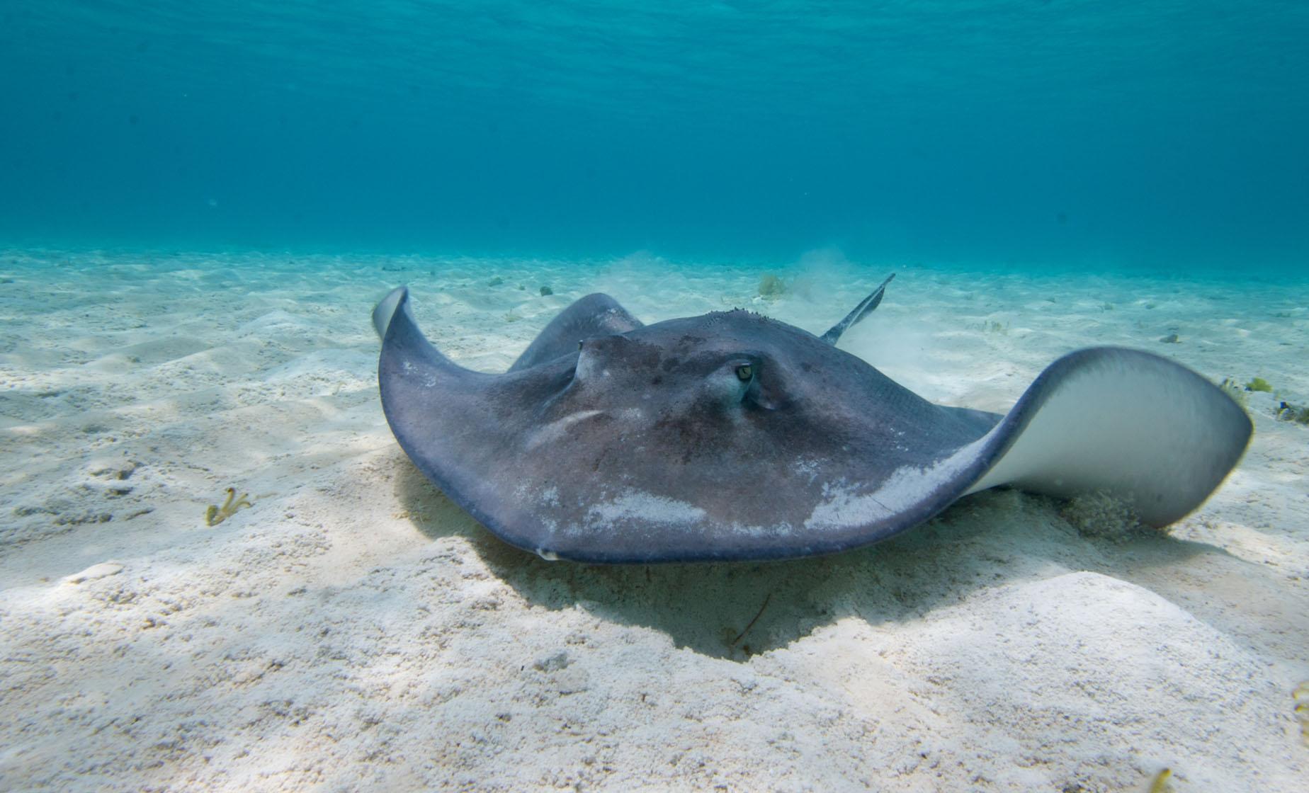 Stingray City and Two Snorkel Stops - Image 1