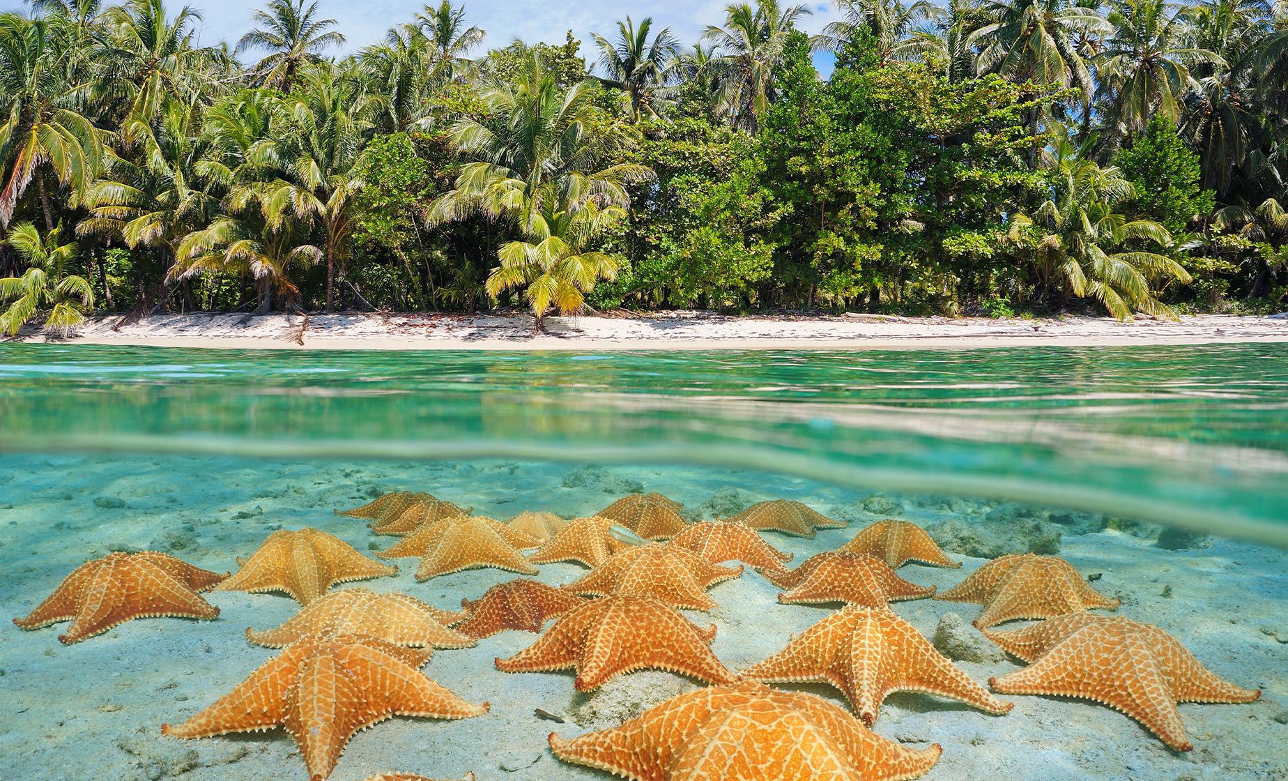 Stingray City, Barrier Reef and Starfish Beach - Image 1