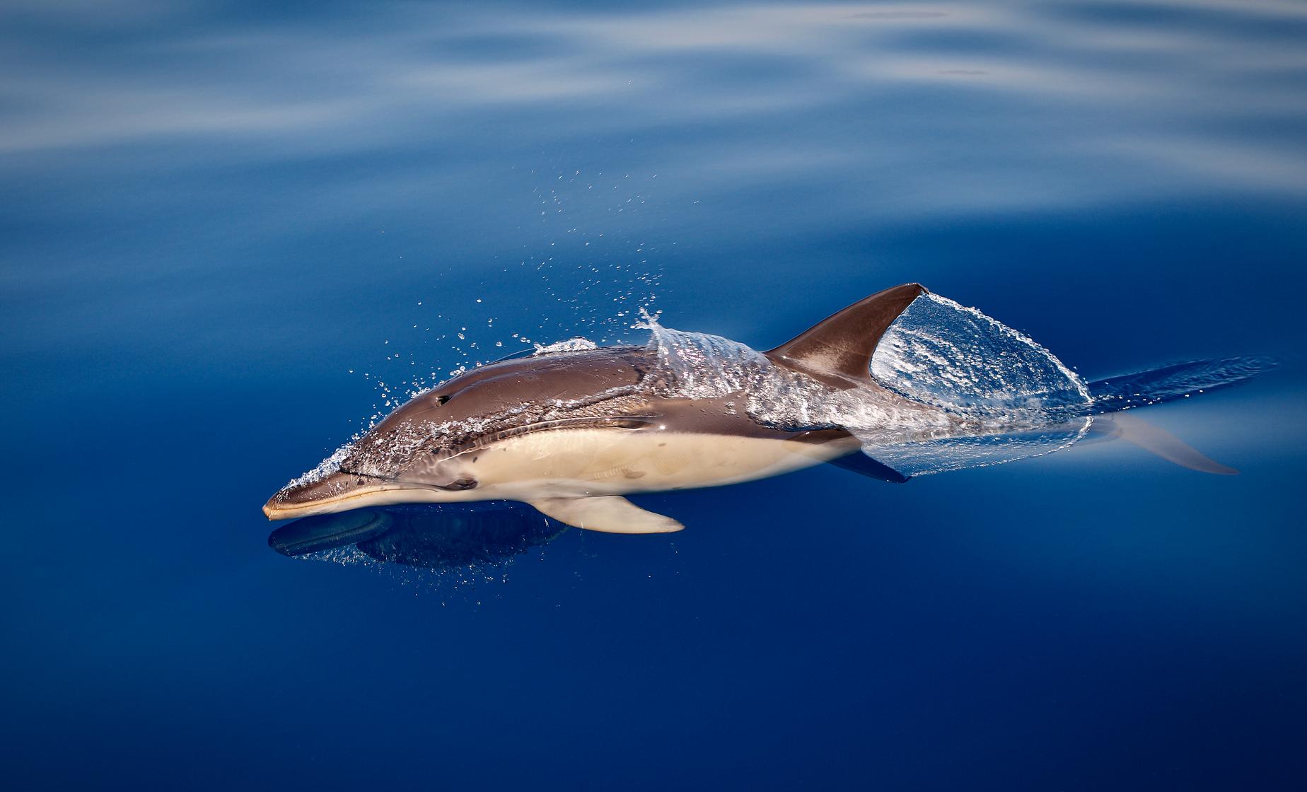 Dolphin Sightseeing - Image 1