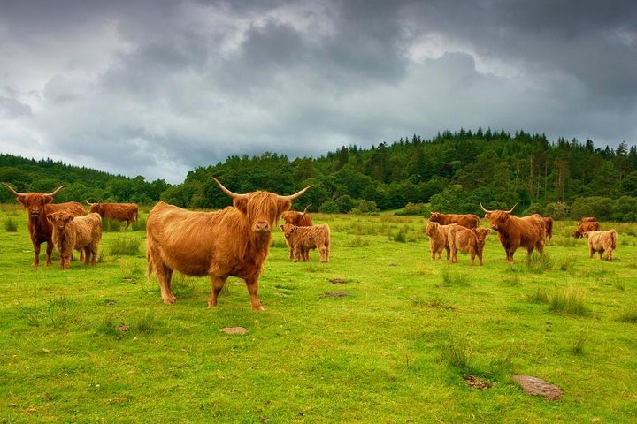 Highlights of Scotland Private Day Tour with Scottish Local - Image 1