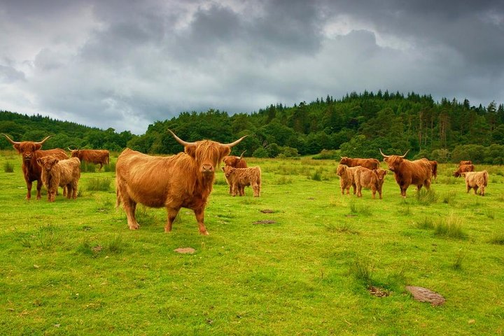 Scottish Highlands Private Day Tour with Scottish Local - Image 1