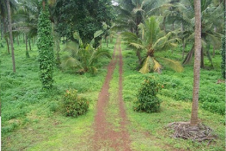 Full-Day Goa Shore Excursion with Lunch at a Spice Plantation - Image 5
