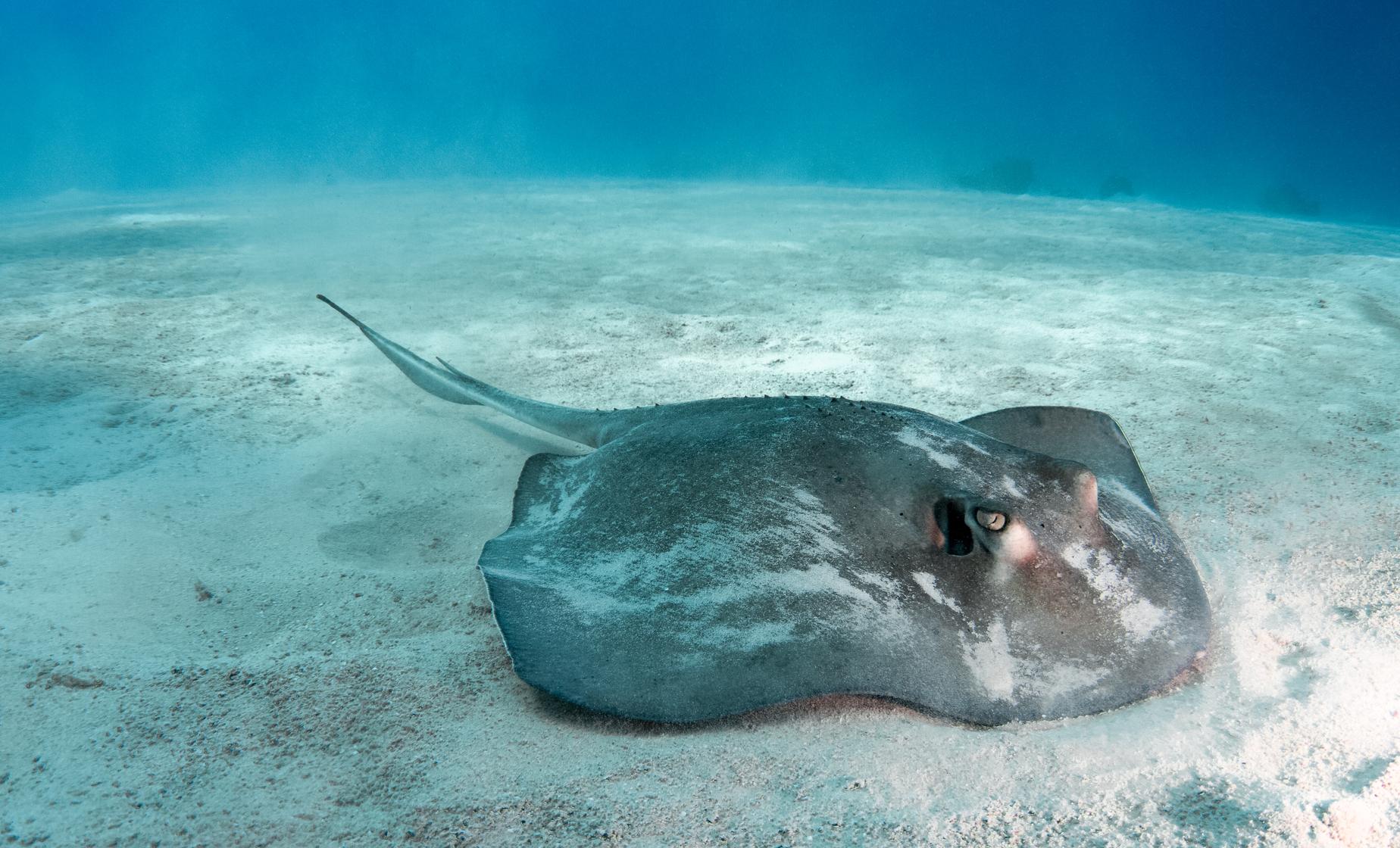 Conch Dive, Gibbs Cay & Stingray Adventure - Image 1