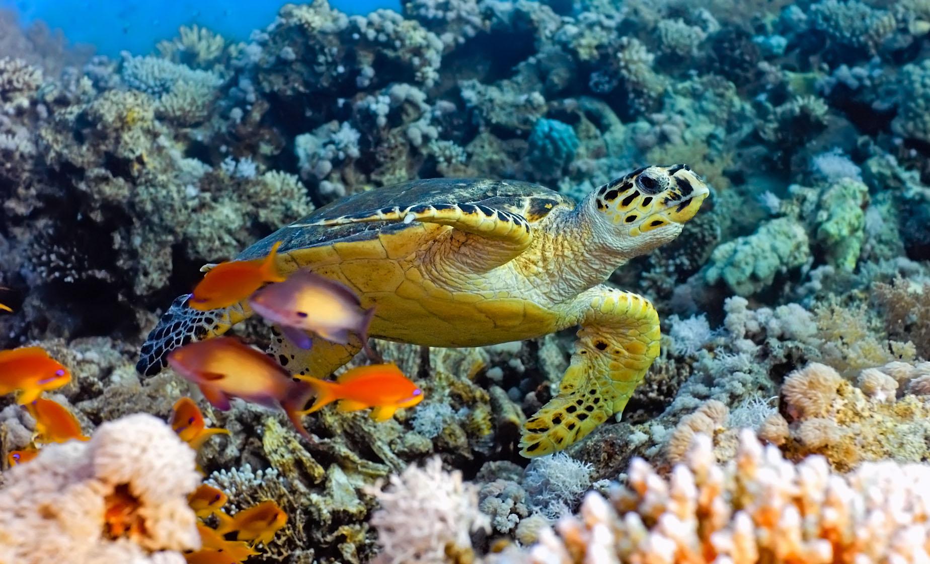 Exclusive Supreme Snorkeling - Image 1