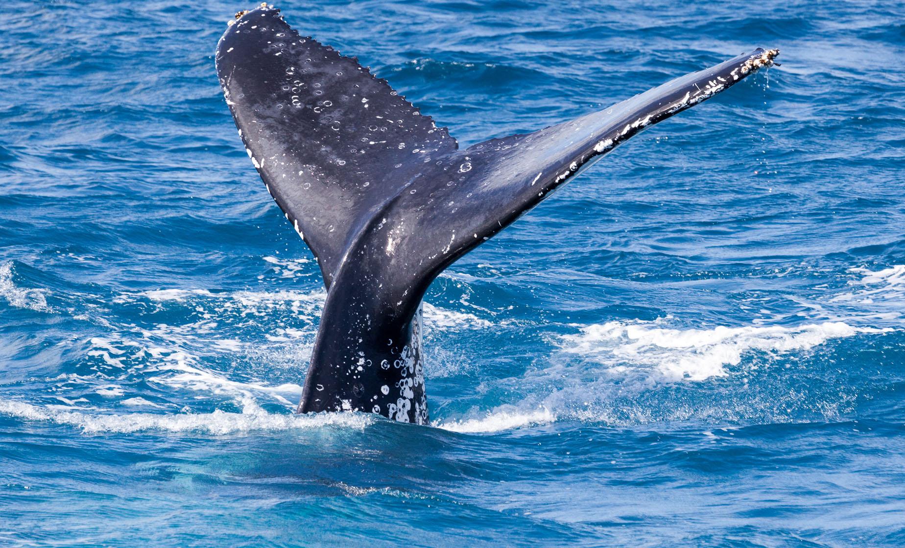 Exclusive Whale Watching - Image 1