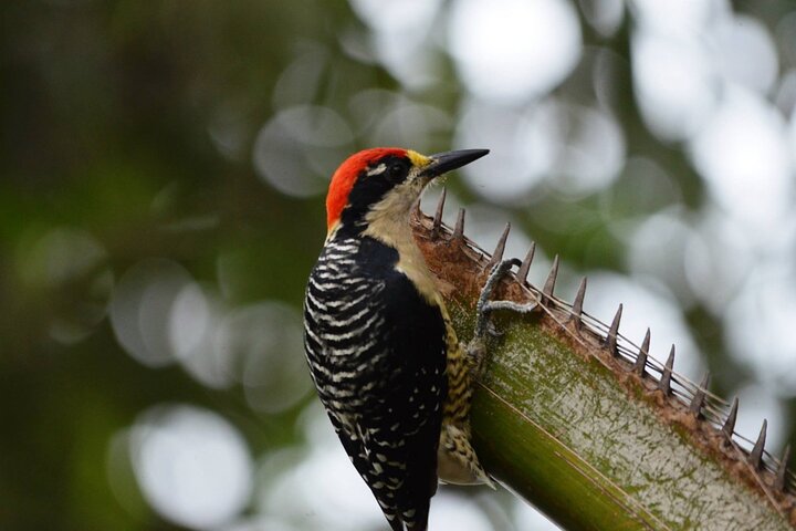 Full day of bird watching in Guayaquil - Image 1