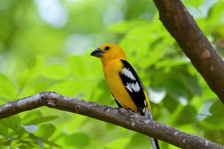 Full day of bird watching in Guayaquil - Image 3