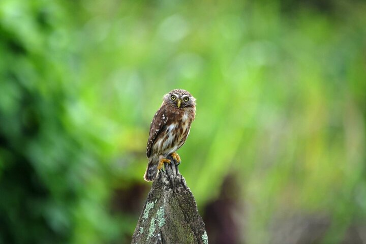 Full day of bird watching in Guayaquil - Image 2