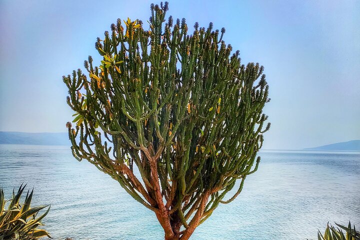 From Haifa to Nazareth and the Sea of Galilee Private Tour  - Image 5