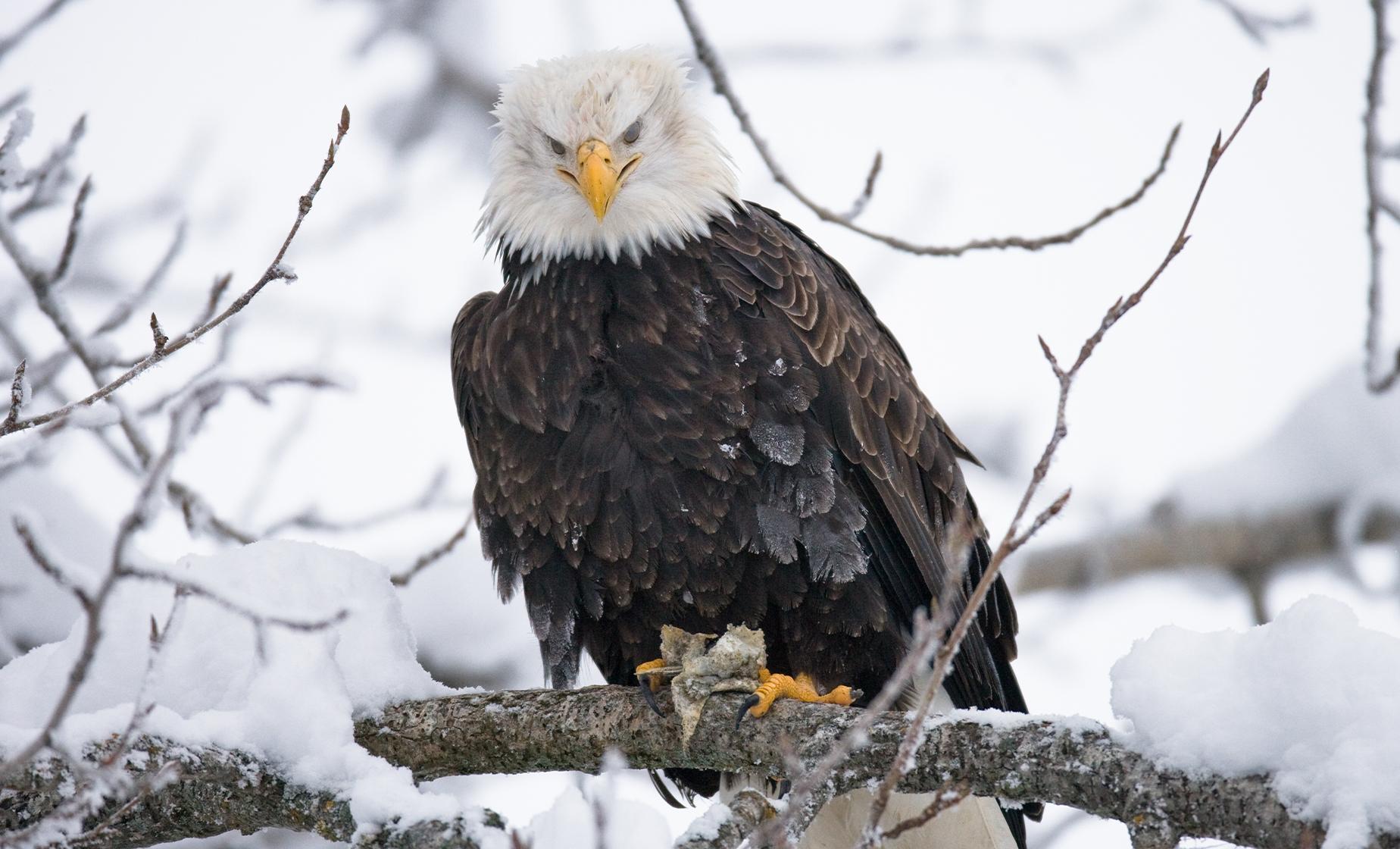 Chilkat Bald Eagle Preserve Rafting from Haines - Image 1