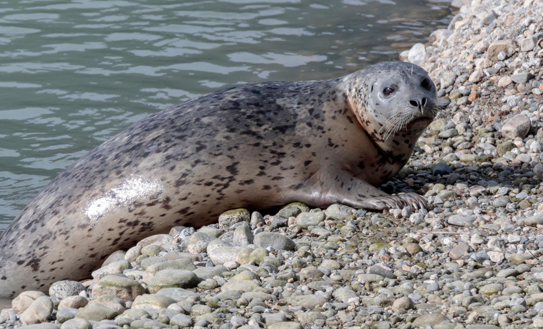 Chilkoot Wilderness and Wildlife Viewing from Haines - Image 1