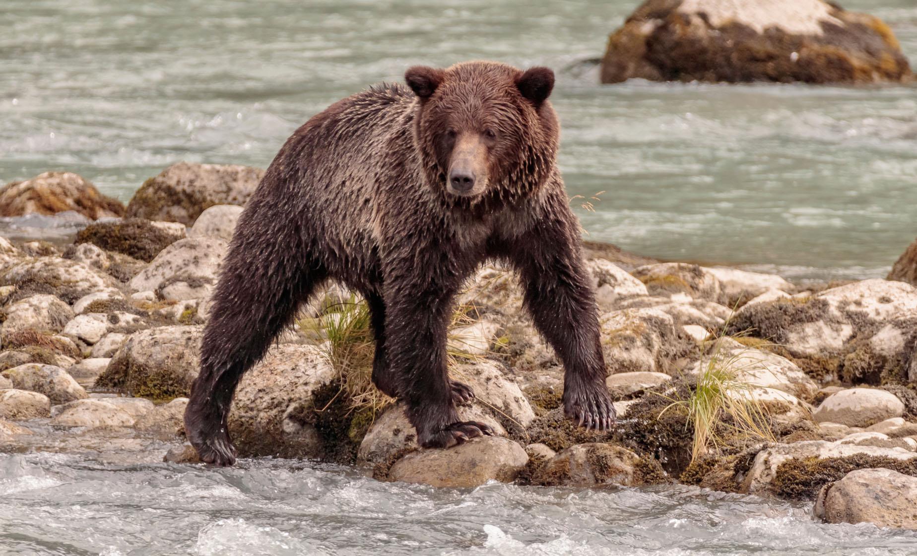 Private Chilkoot Wilderness and Wildlife Viewing Tour - Image 1