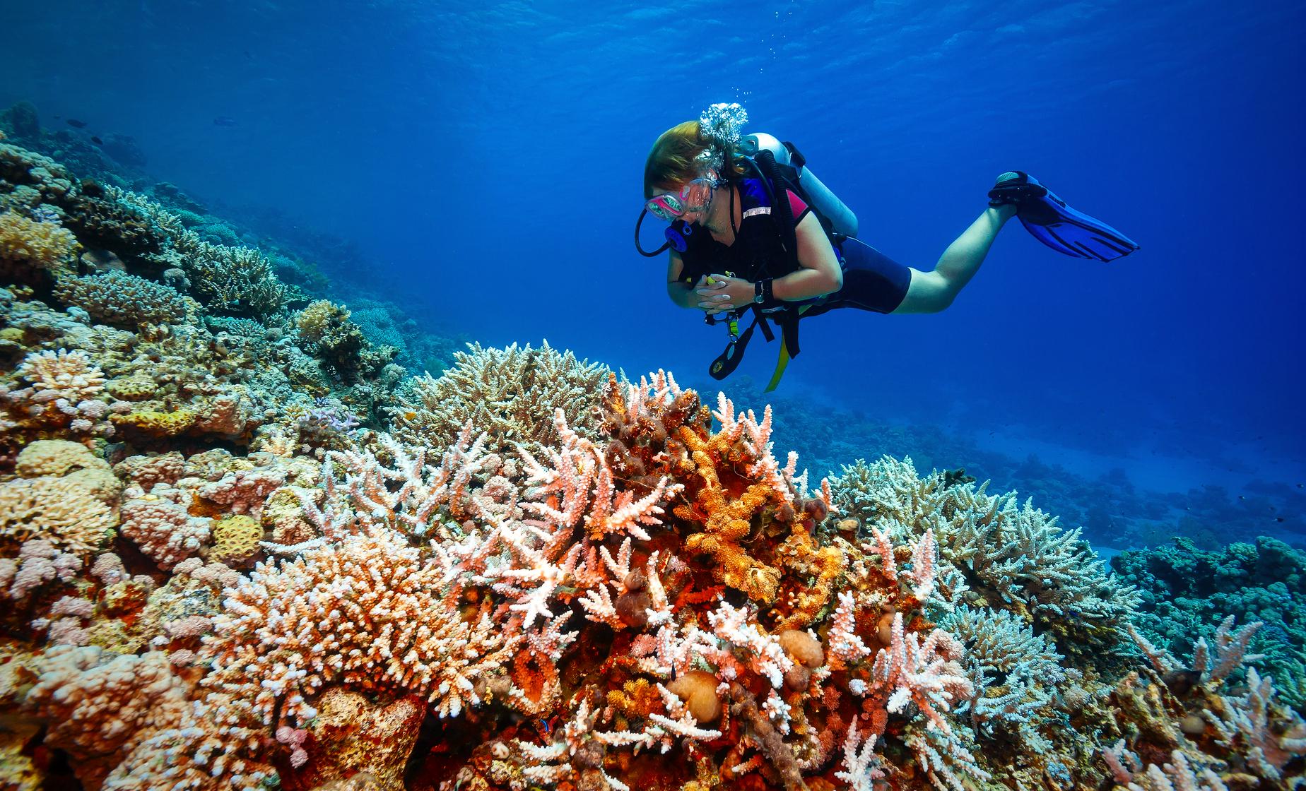 Intro Beach Scuba Dive (One Tank) - Image 1