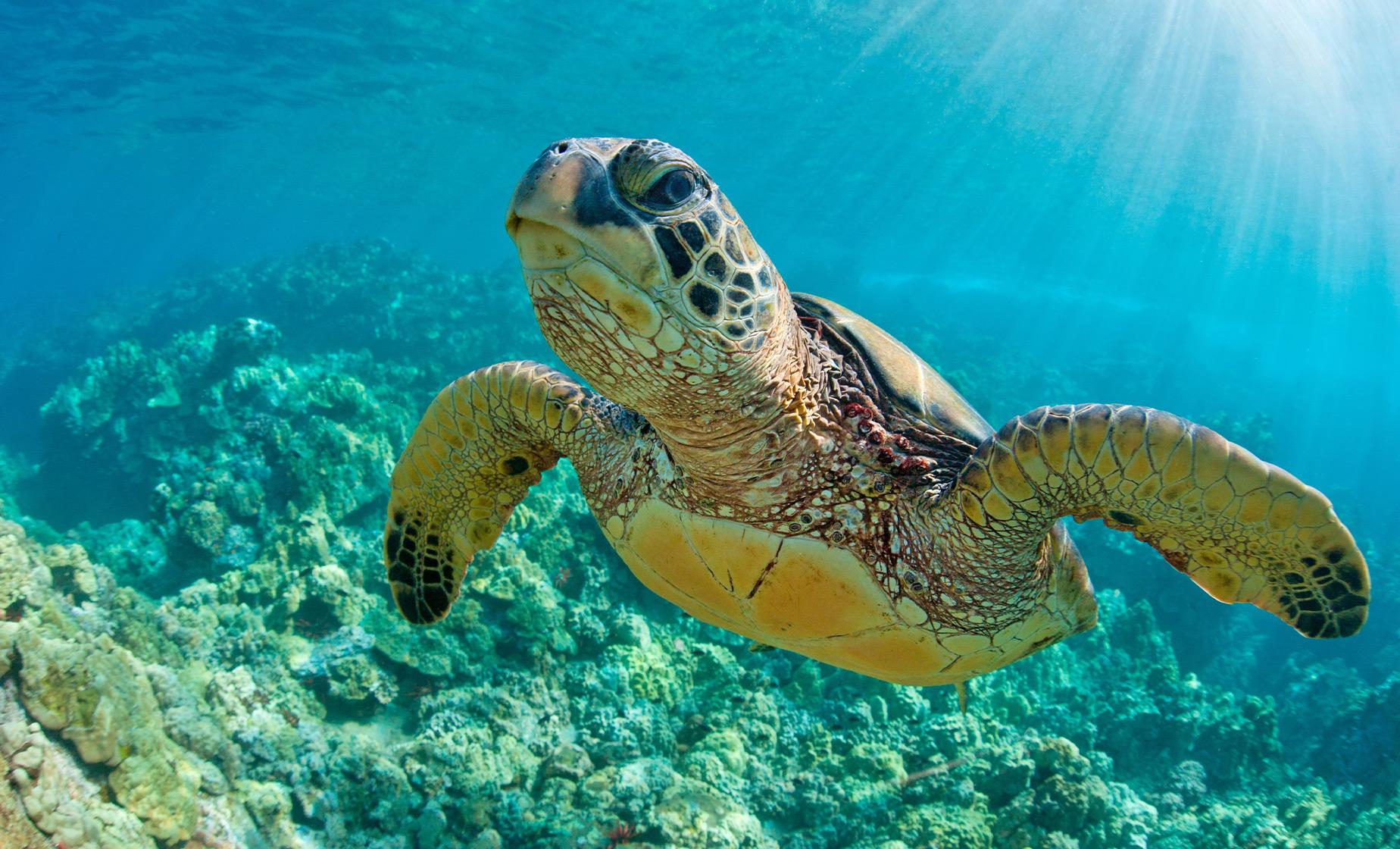 One Tank Shore Dive at Sea Turtle Cove - Image 1