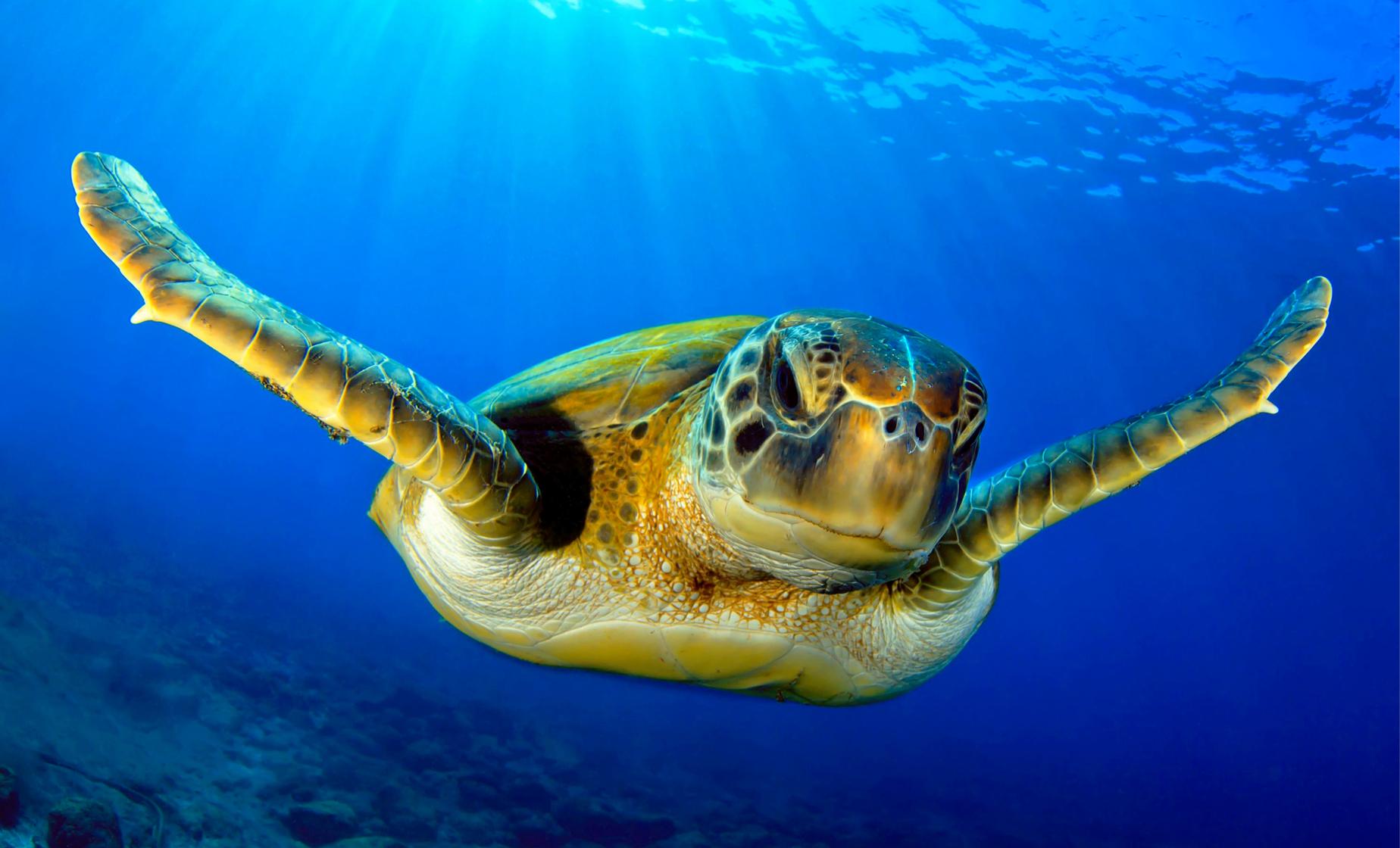 Two Tank Shore Dive at Sea Turtle Cove - Image 1