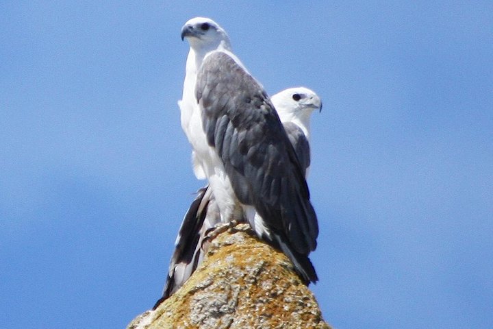 Maria Island Cruise and Guided Walk Day Tour with Lunch and Drinks - Image 4