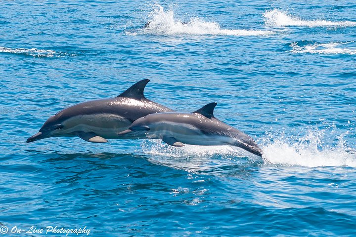 Maria Island Cruise and Guided Walk Day Tour with Lunch and Drinks - Image 3