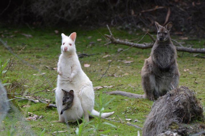 SHORE EXCURSION - Full-Day Guided Bruny Island Tour from Hobart - Image 4