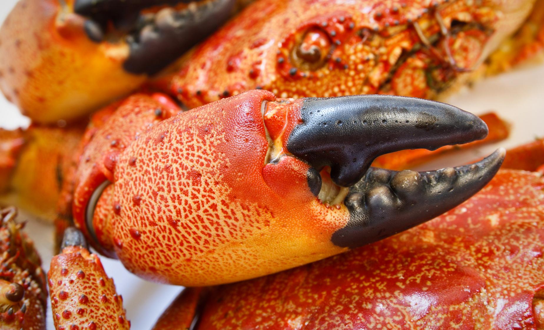 King Crab Experience - Image 1