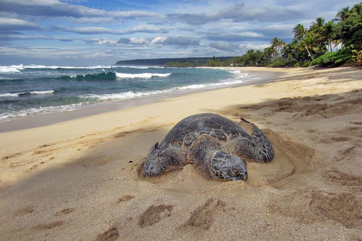 Custom Island Tour - for 1 to 3 people - up to 8 hours - Private tour of Oahu - Image 2