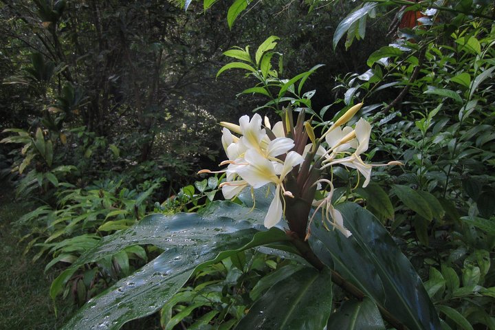 Custom Island Tour - for 4 to 5 people - up to 8 hours - Private tour of Oahu - Image 5