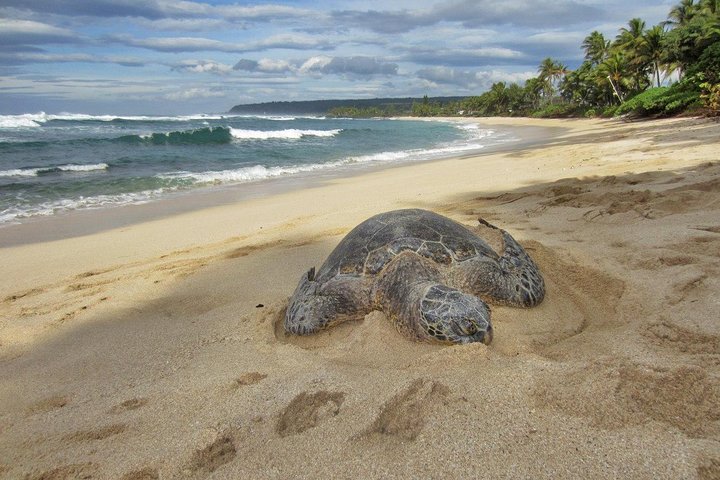 Custom Island Tour - for 6 to 14 people - up to 8 hours - Private tour of Oahu - Image 4