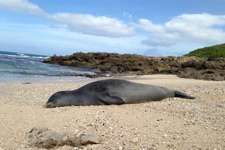 Eco-adventure friendly Aloha Island Tour - Image 2