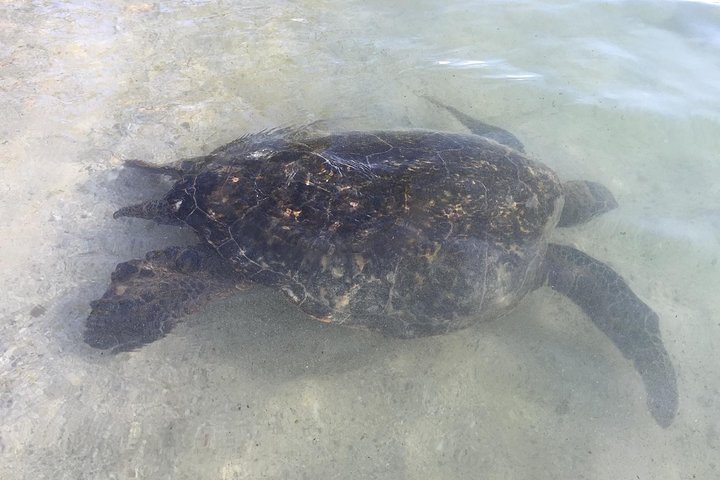Eco-adventure friendly Aloha Island Tour - Image 5