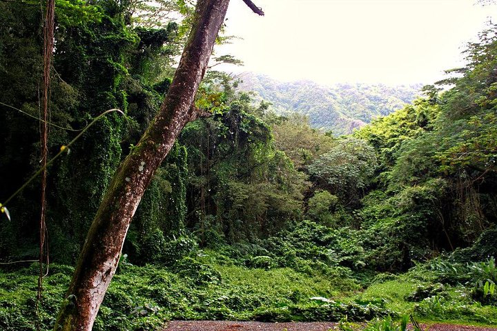 Hike Trail to Waterfall & Nature Walk - Image 5