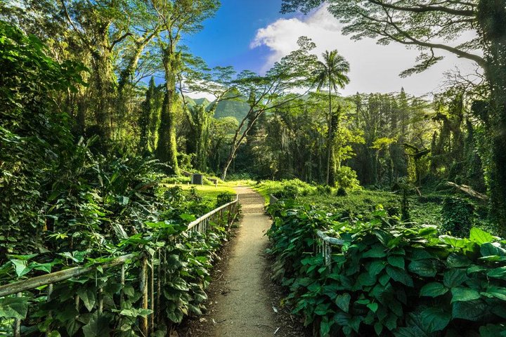 Hike Trail to Waterfall & Nature Walk - Image 3