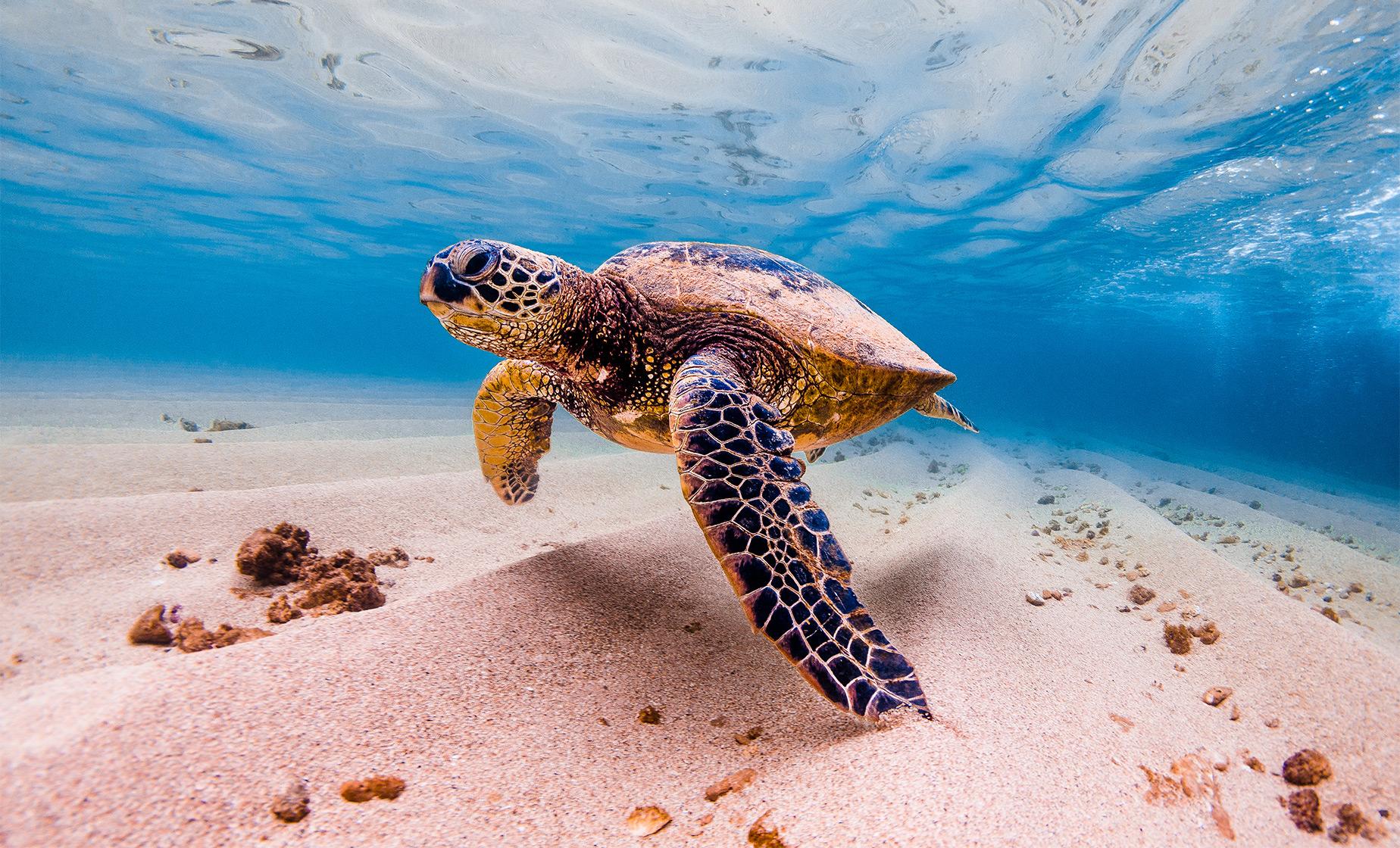 Oahu Afternoon Turtle Snorkel - Image 1