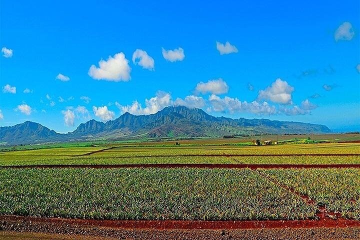 Oahu Grand Circle Island Experience from Departing from Maui - Image 4