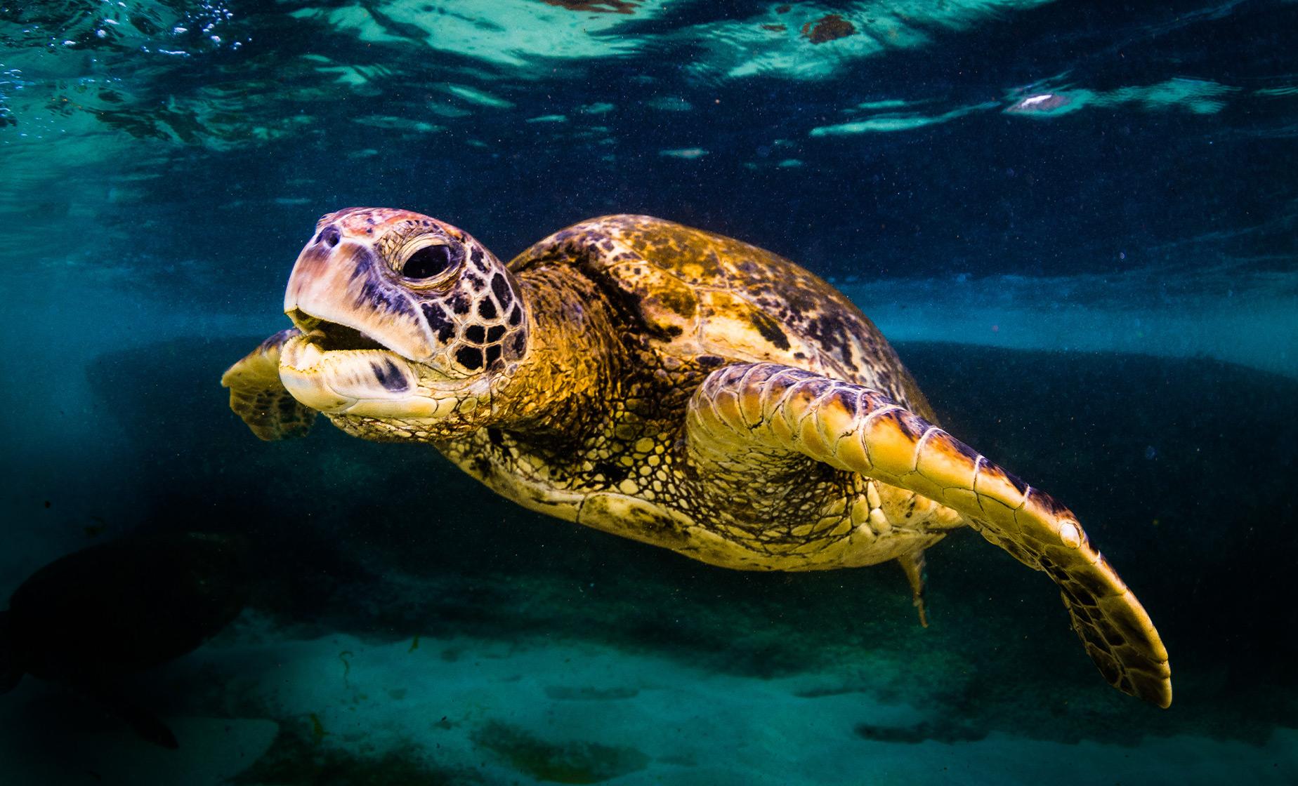 Oahu Turtle Snorkel & Lunch - Image 1