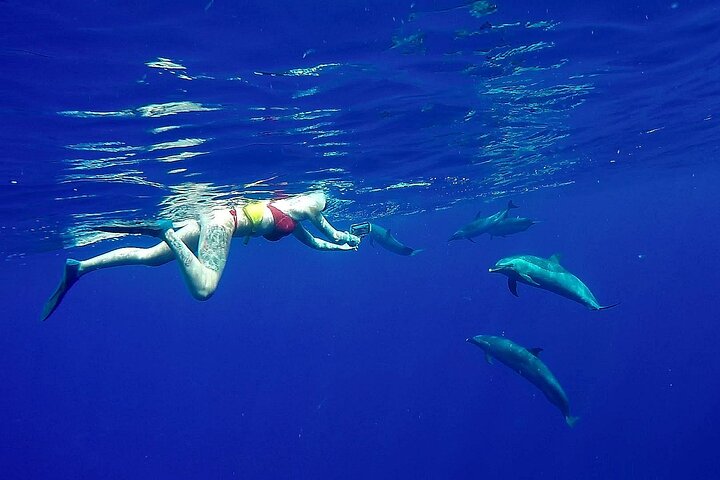 Private Oahu 3+hr Guided Swim with Whale, Dolphin, Turtle Trek  - Image 2