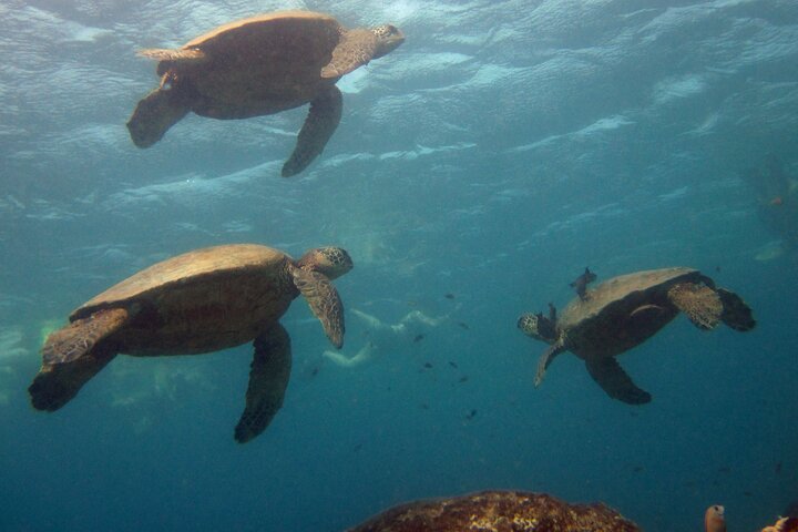 Private Oahu 3+hr Guided Swim with Whale, Dolphin, Turtle Trek  - Image 4