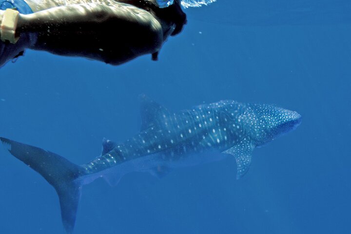 Private Oahu 3+hr Guided Swim with Whale, Dolphin, Turtle Trek  - Image 3