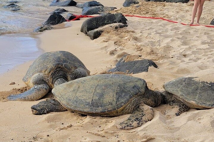 Private Tour of Oahu North Shore (Se habla Español) - Image 1