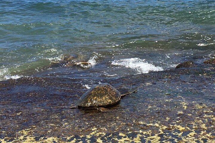 Private Tour of Oahu North Shore (Se habla Español) - Image 3