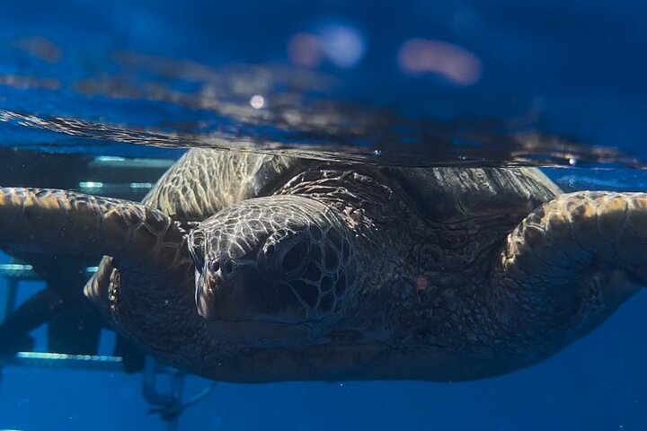 Private Turtle Snorkel Tour from Waikiki - Image 2