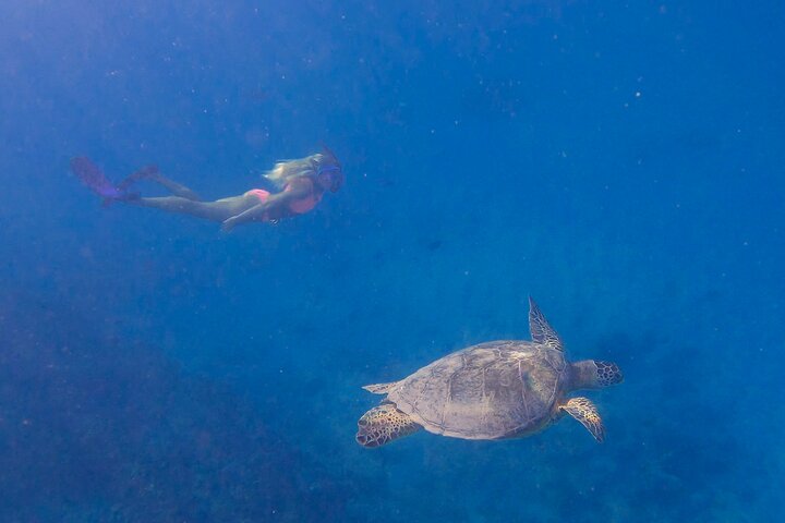 Private Turtle Snorkel Tour from Waikiki - Image 5