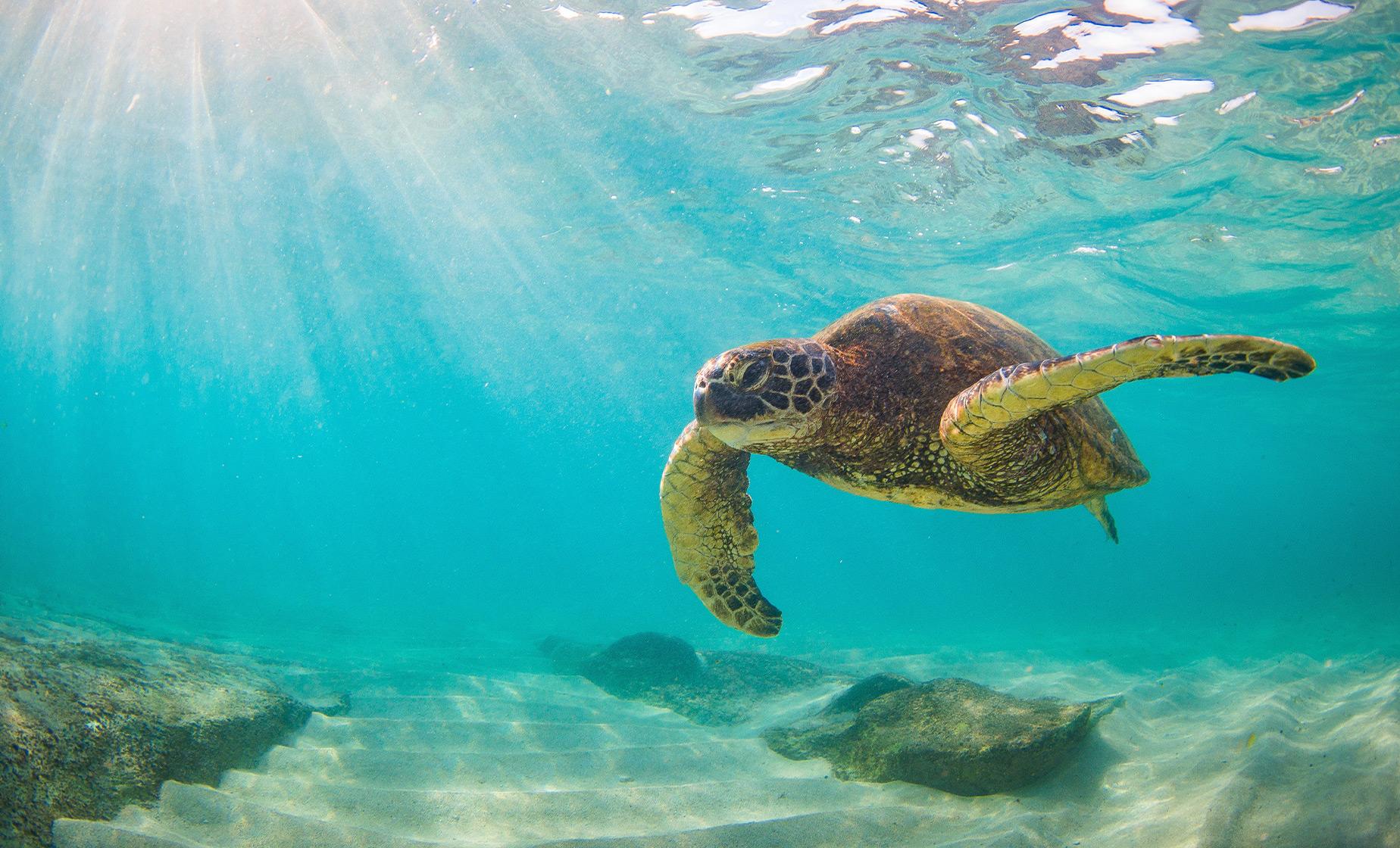 Snorkel and Sail with the Turtles - Image 1