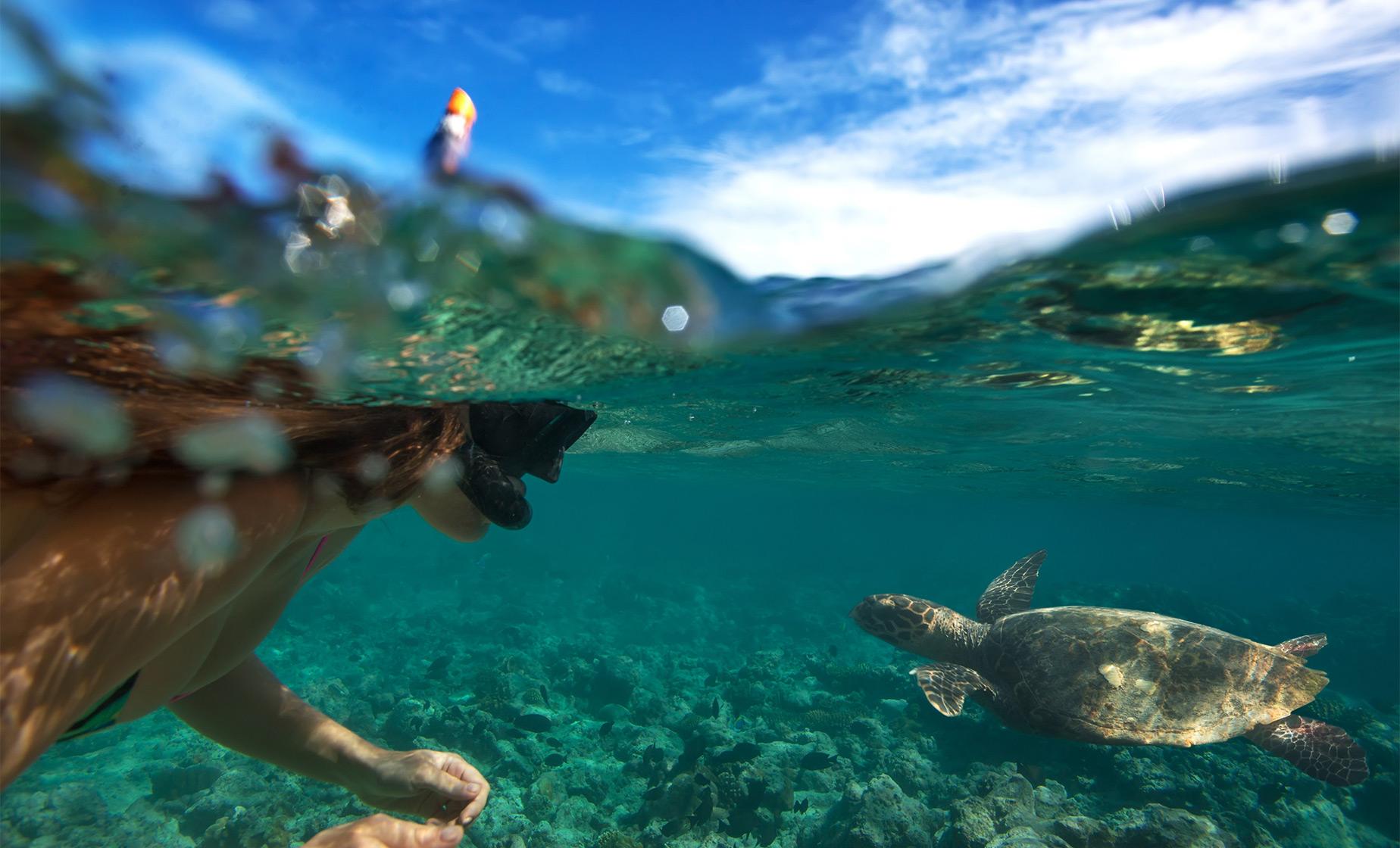 Snorkel, Sail and Dine with the Turtles - Image 1