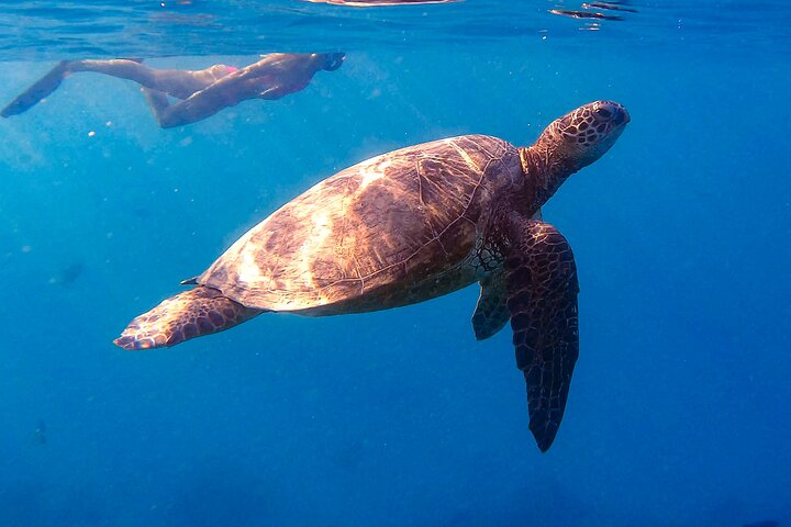 Turtle Canyons Snorkel from Waikiki (Semi Private Boat Tour) - Image 3